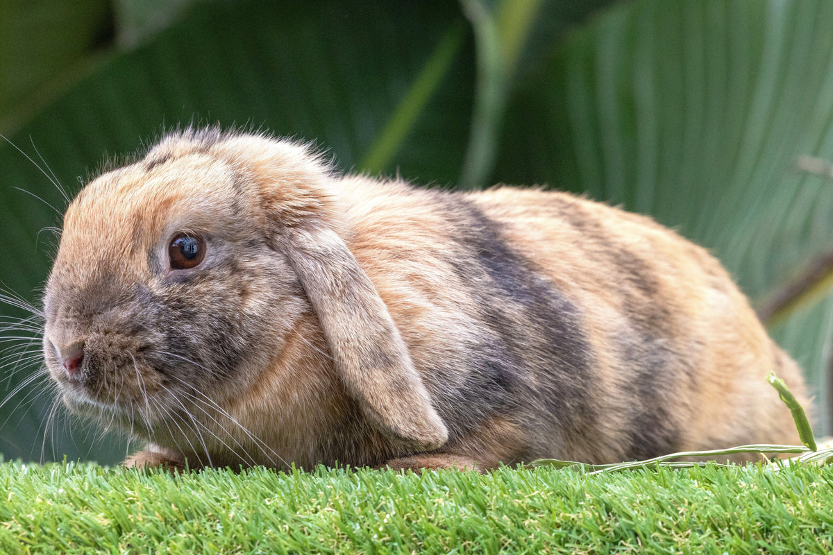 Tigger – Sweet and Snuggly Mini Lop Looking for Her Forever Home
