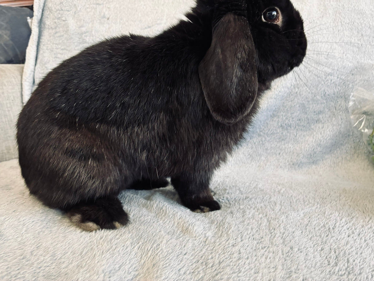 Rocky – Affectionate Mini Lop Looking for His Forever Home
