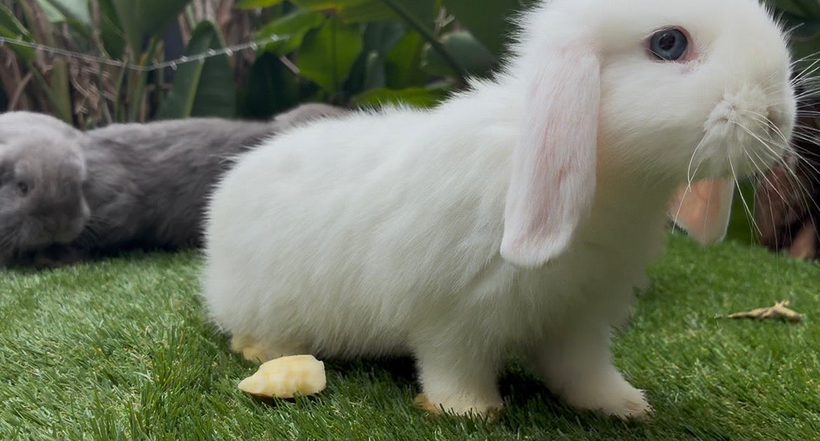 The Blue Eyed White Vienna Mini Lop Female, a fluffy white bunny with blue eyes and pink ears, stands on green grass near banana, with a gray rabbit and leafy plants in the background—a loving family companion.