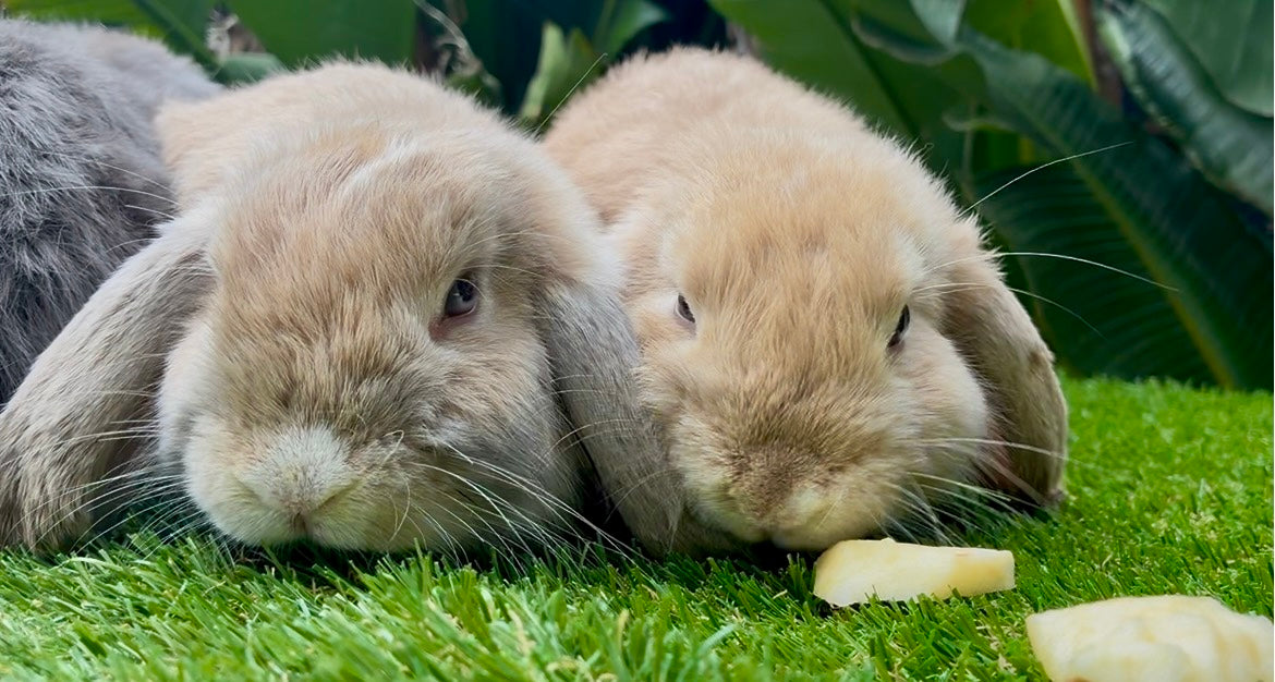 A Fawn & White Mini Lop Male with a plush coat lies on green grass facing the camera, with apple pieces in front and green plants softly blurred in the background.