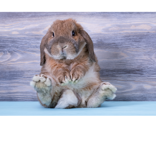 Welcome to Bellarine Bunnies — Where Every Bunny Has a Story