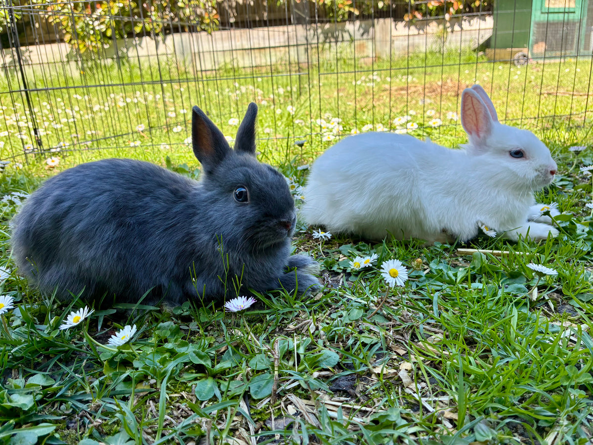 Handsome blue & white Netherland Dwarf pair