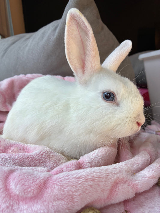 Stunning Mini Lop x Netherland Dwarf Girl