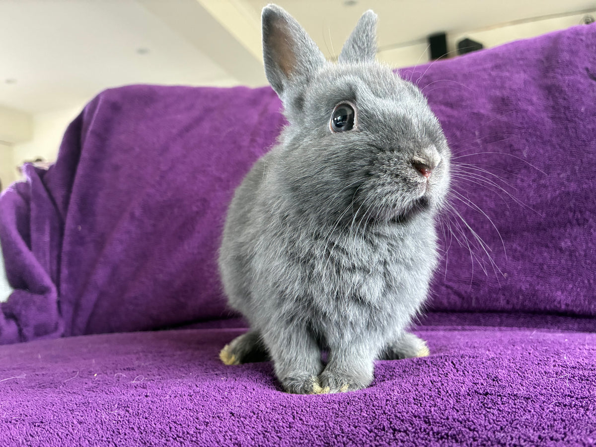 Handsome blue & white Netherland Dwarf pair