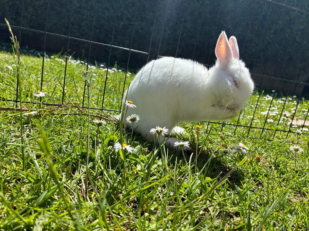 Handsome blue & white Netherland Dwarf pair