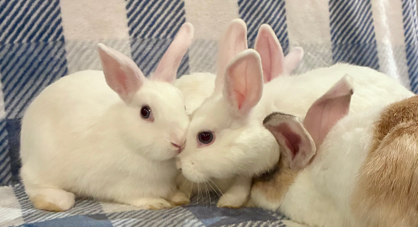 Adorable Mini Lop x Netherland Lop Girl