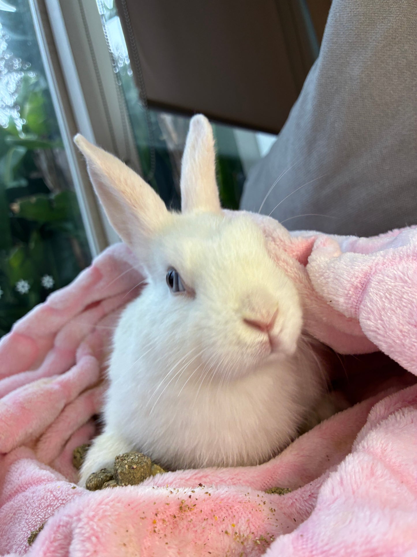 Adorable Mini Lop x Netherland Lop Girl