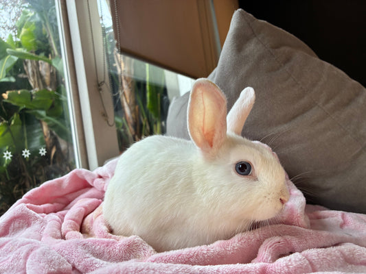Sweet Mini Lop x Netherland Dwarf Girl