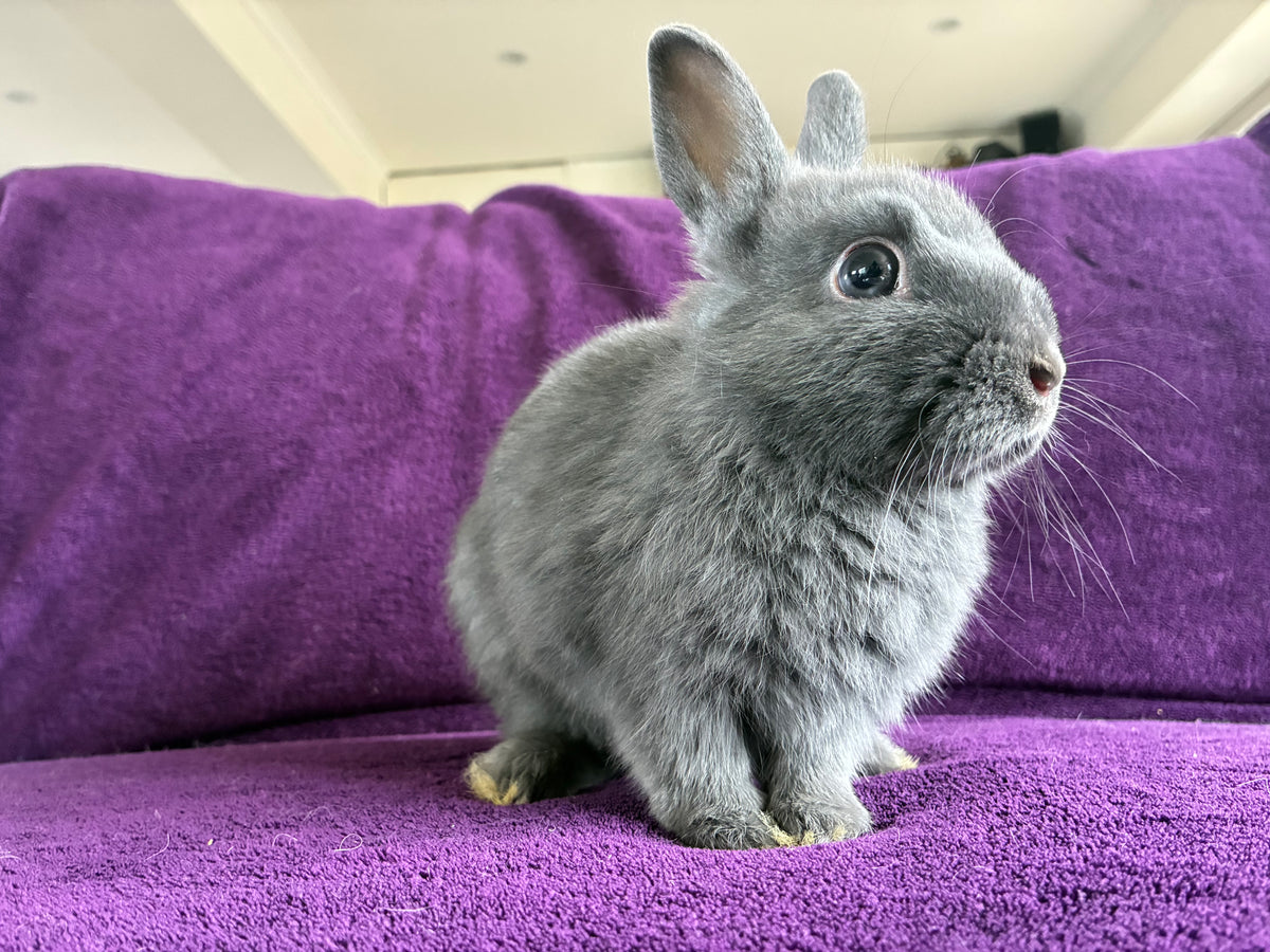 Handsome blue & white Netherland Dwarf pair
