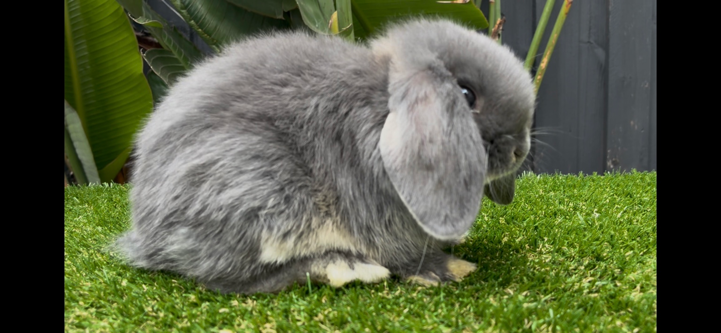 The Gorgeous Lilac Mini Lop Female, with her soft floppy ears and grey fur, sits on green grass looking to the side. Large leaves and a dark fence in the background highlight this adorable show rabbit.