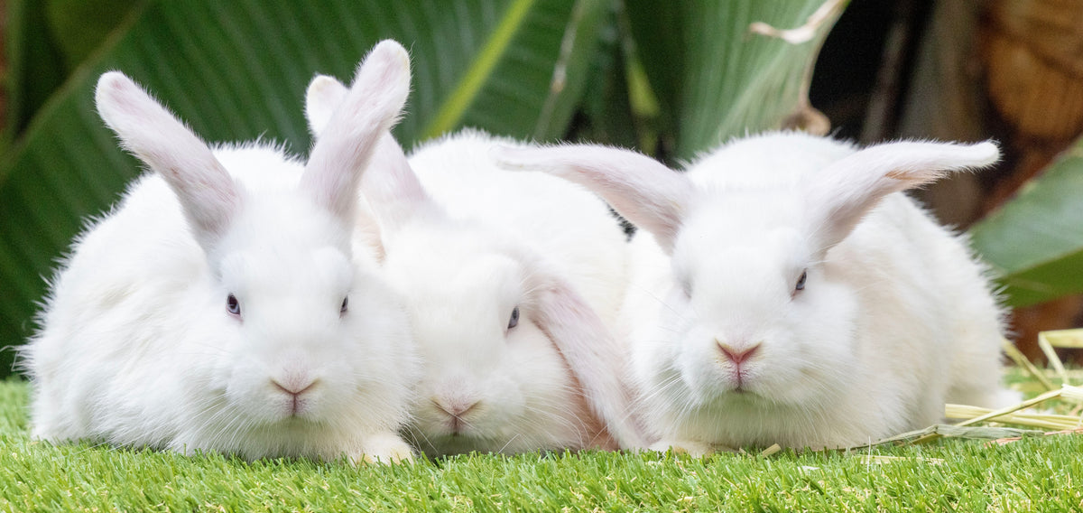 Three Beautiful Blue-Eyed Sisters Looking for Their Forever Homes