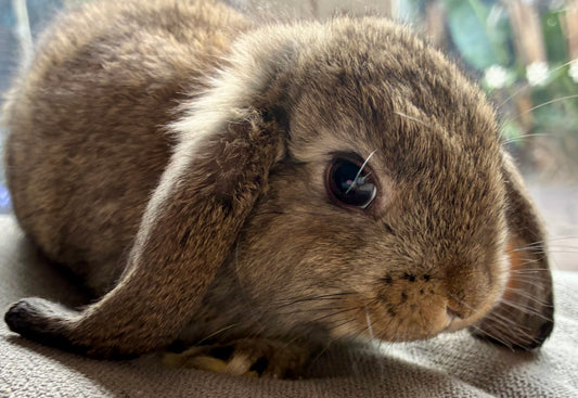 Purebred Mini Lop Agouti (Boy)