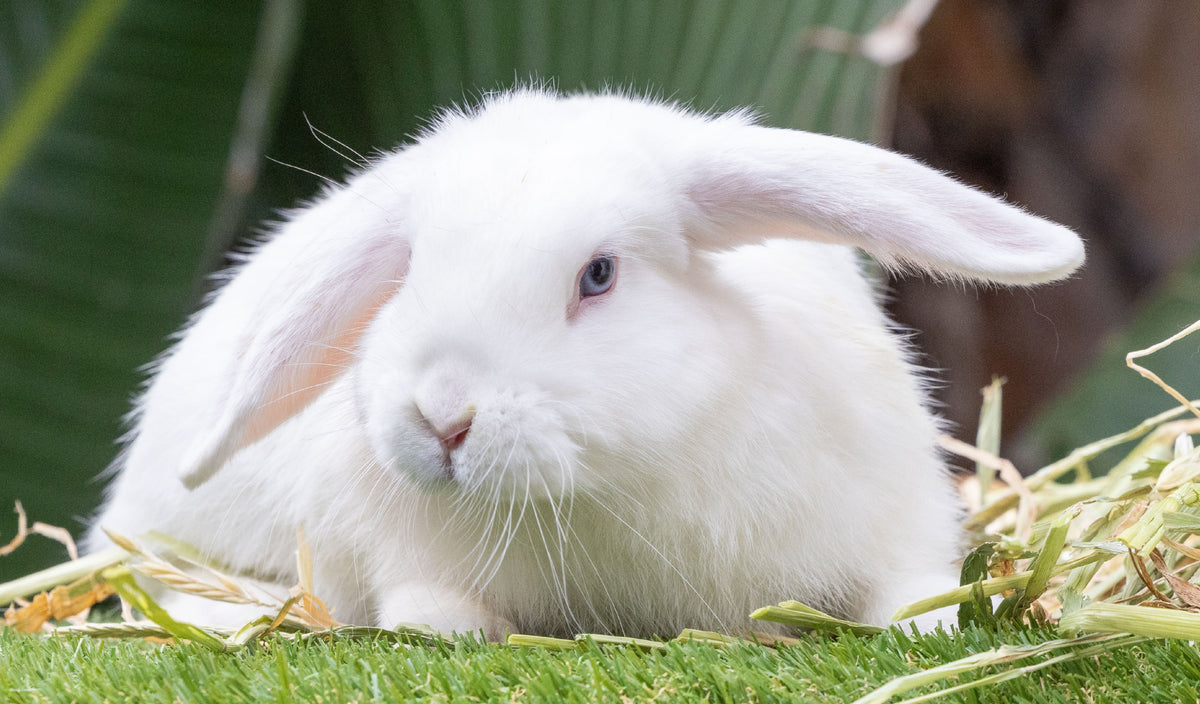 Beautiful Blue-Eyed Purebred Mini Lop Girl