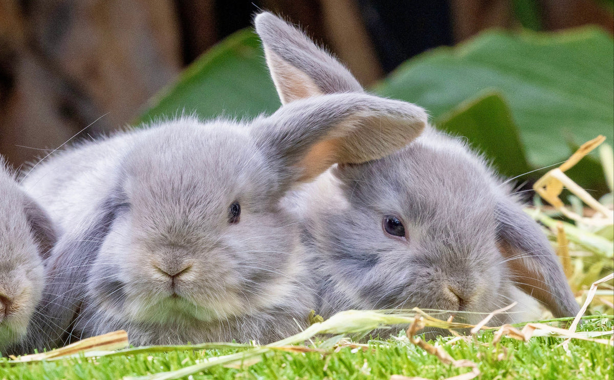 Stunning Lilac Otter Mini Lop Boys