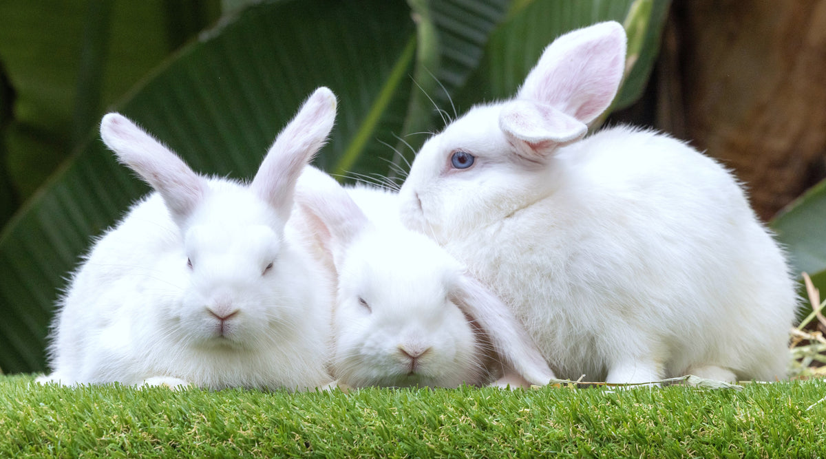 Three Beautiful Blue-Eyed Sisters Looking for Their Forever Homes
