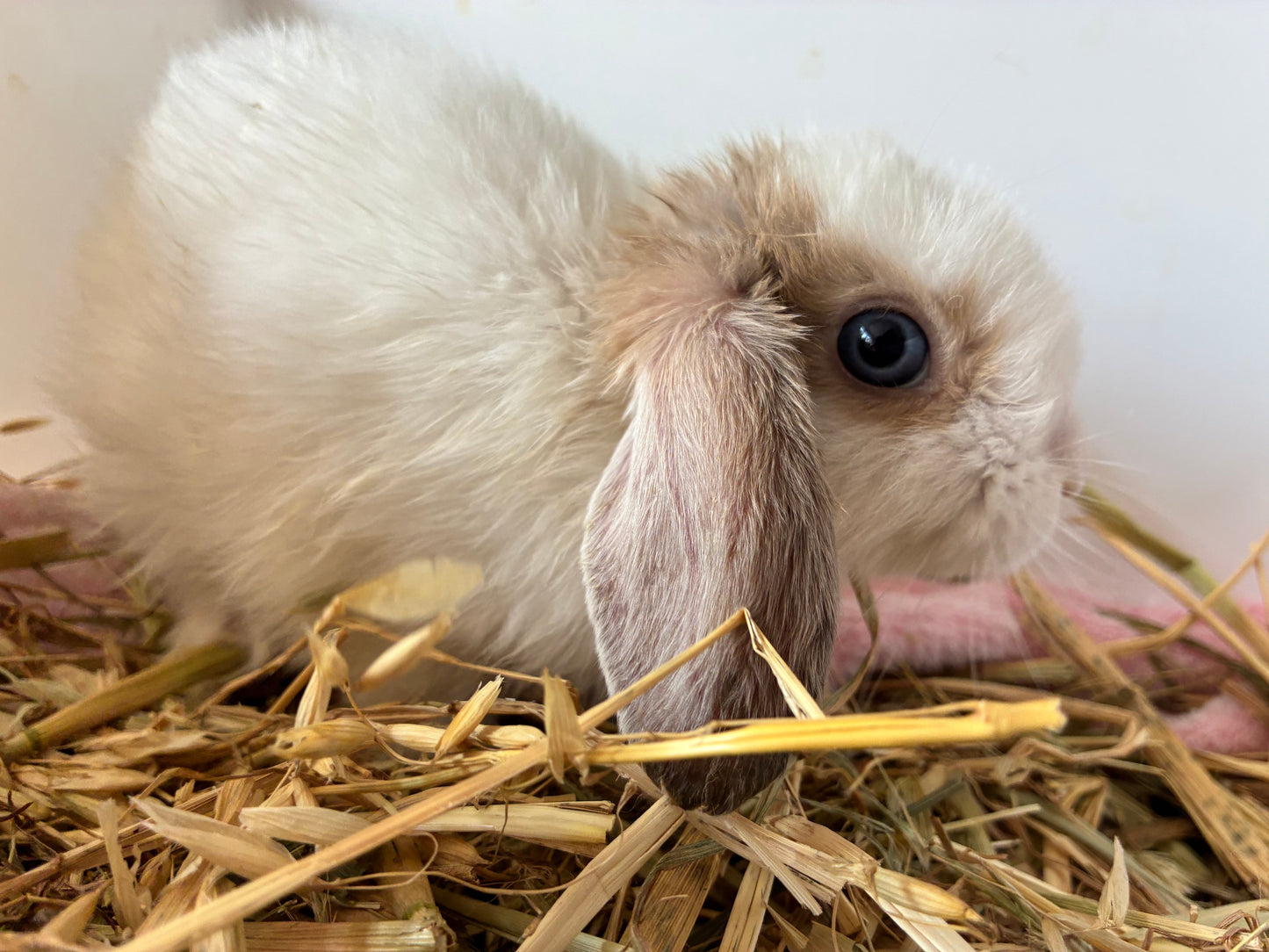 Gorgeous Blue Eyed White/Fawn Mini Lop Rabbit (Girl)
