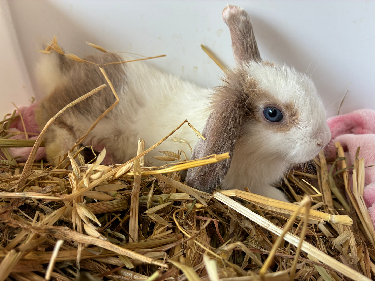 Gorgeous Blue Eyed White/Fawn Mini Lop Rabbit (Girl)