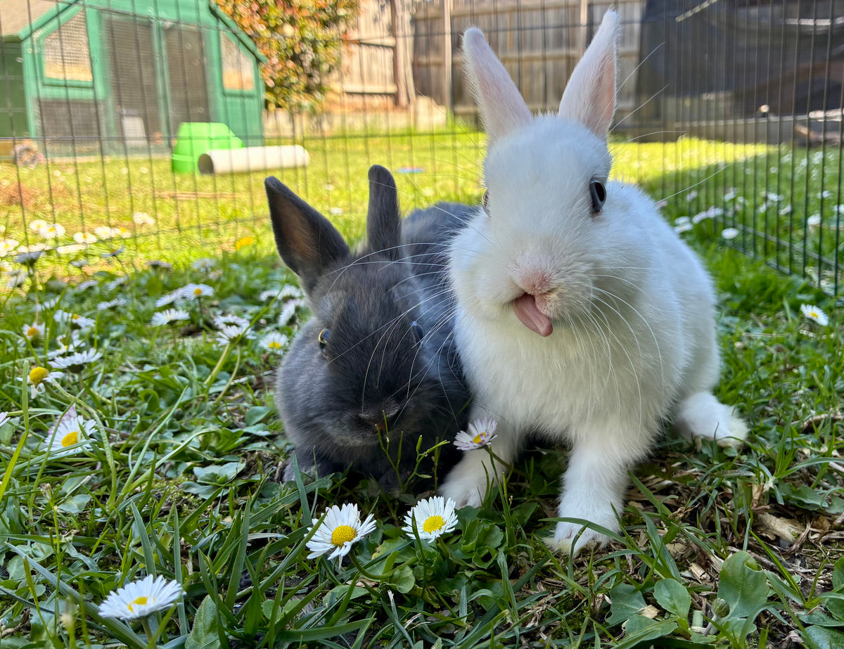 Handsome blue & white Netherland Dwarf pair