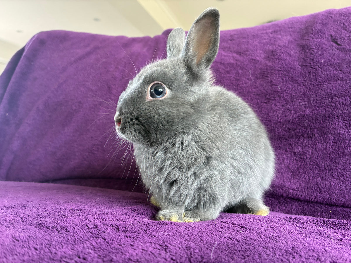 Handsome blue & white Netherland Dwarf pair