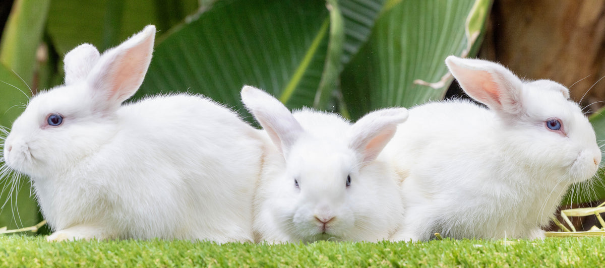Three Beautiful Blue-Eyed Sisters Looking for Their Forever Homes