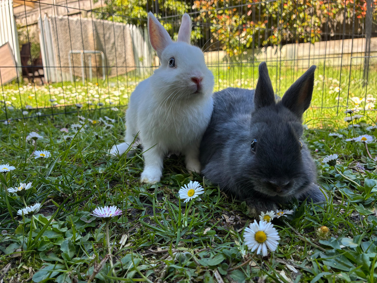 Handsome blue & white Netherland Dwarf pair