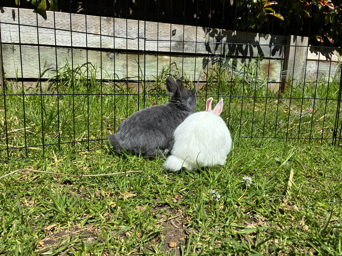 Handsome blue & white Netherland Dwarf pair