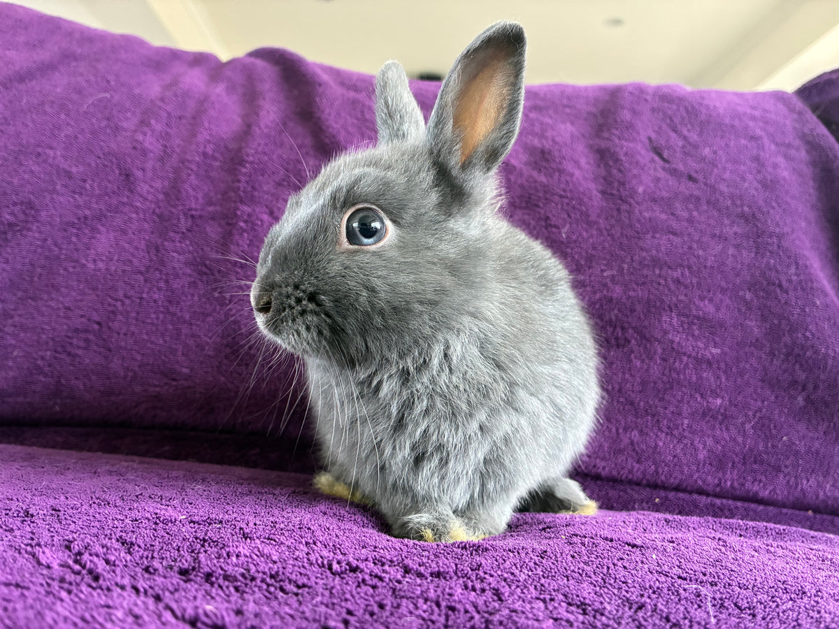 Handsome blue & white Netherland Dwarf pair