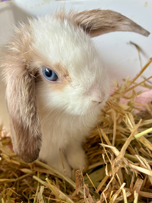 Gorgeous Blue Eyed White/Fawn Mini Lop Rabbit (Girl)