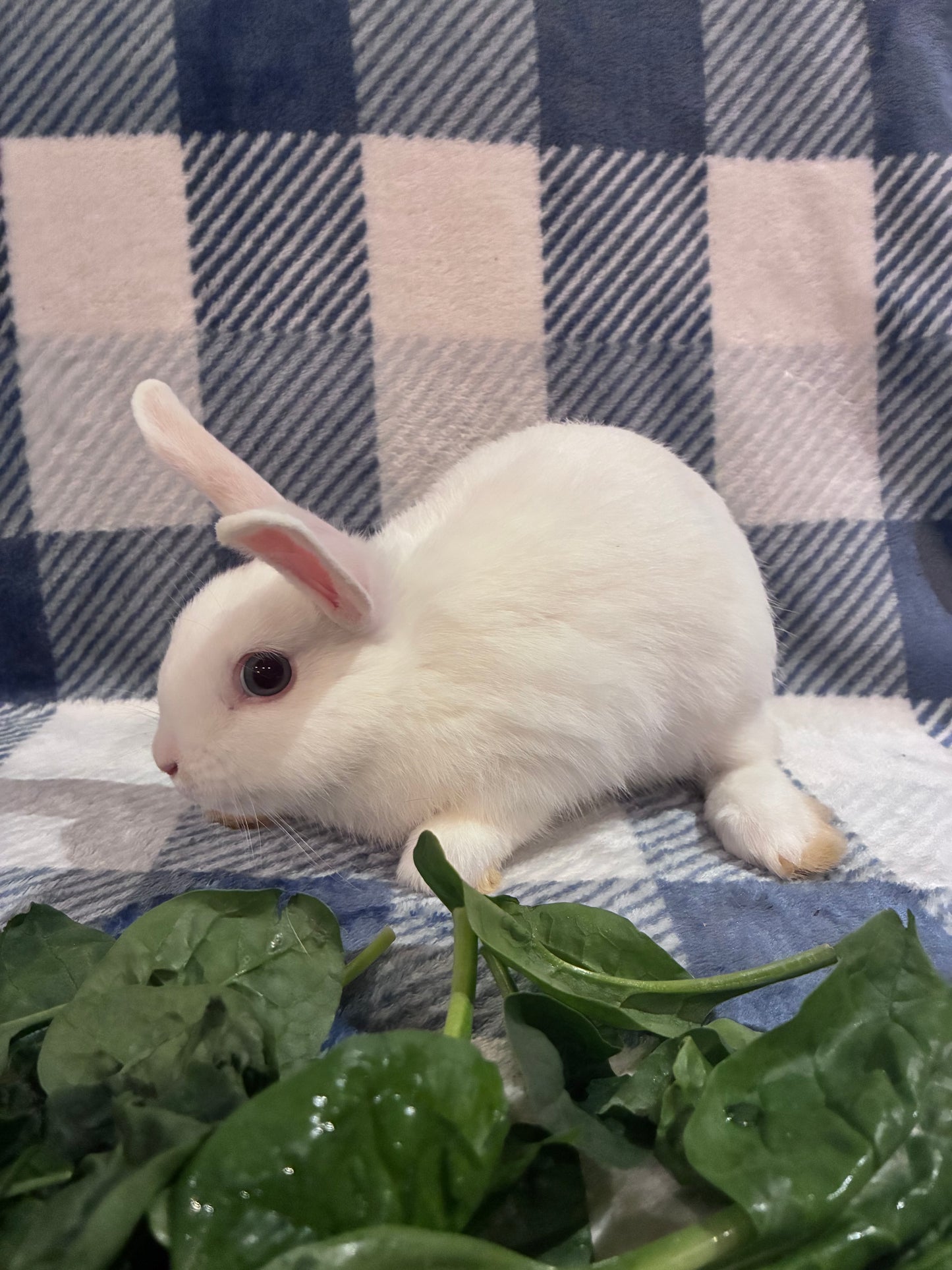 Adorable Mini Lop x Netherland Lop Girl