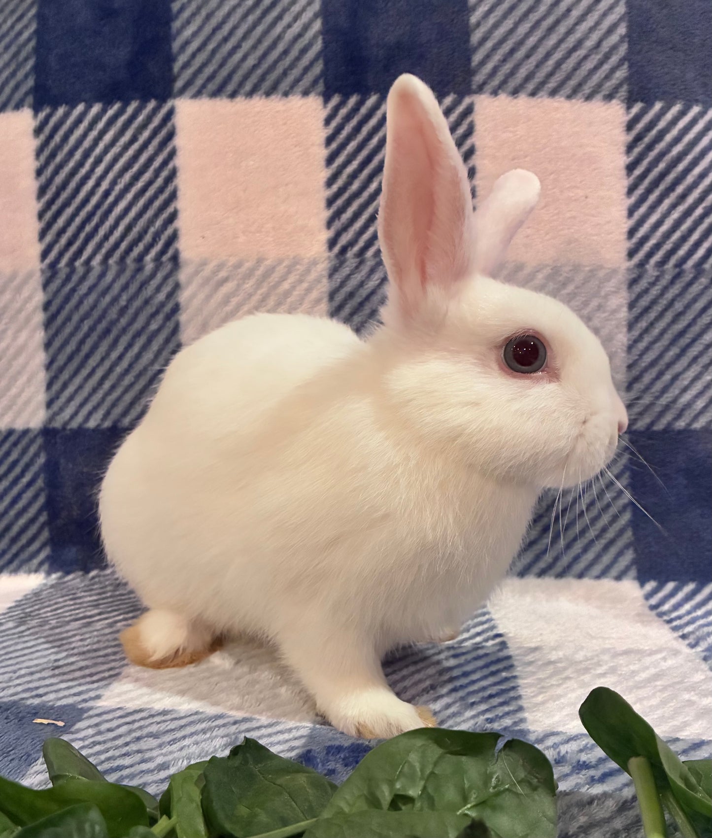 Adorable Mini Lop x Netherland Lop Girl