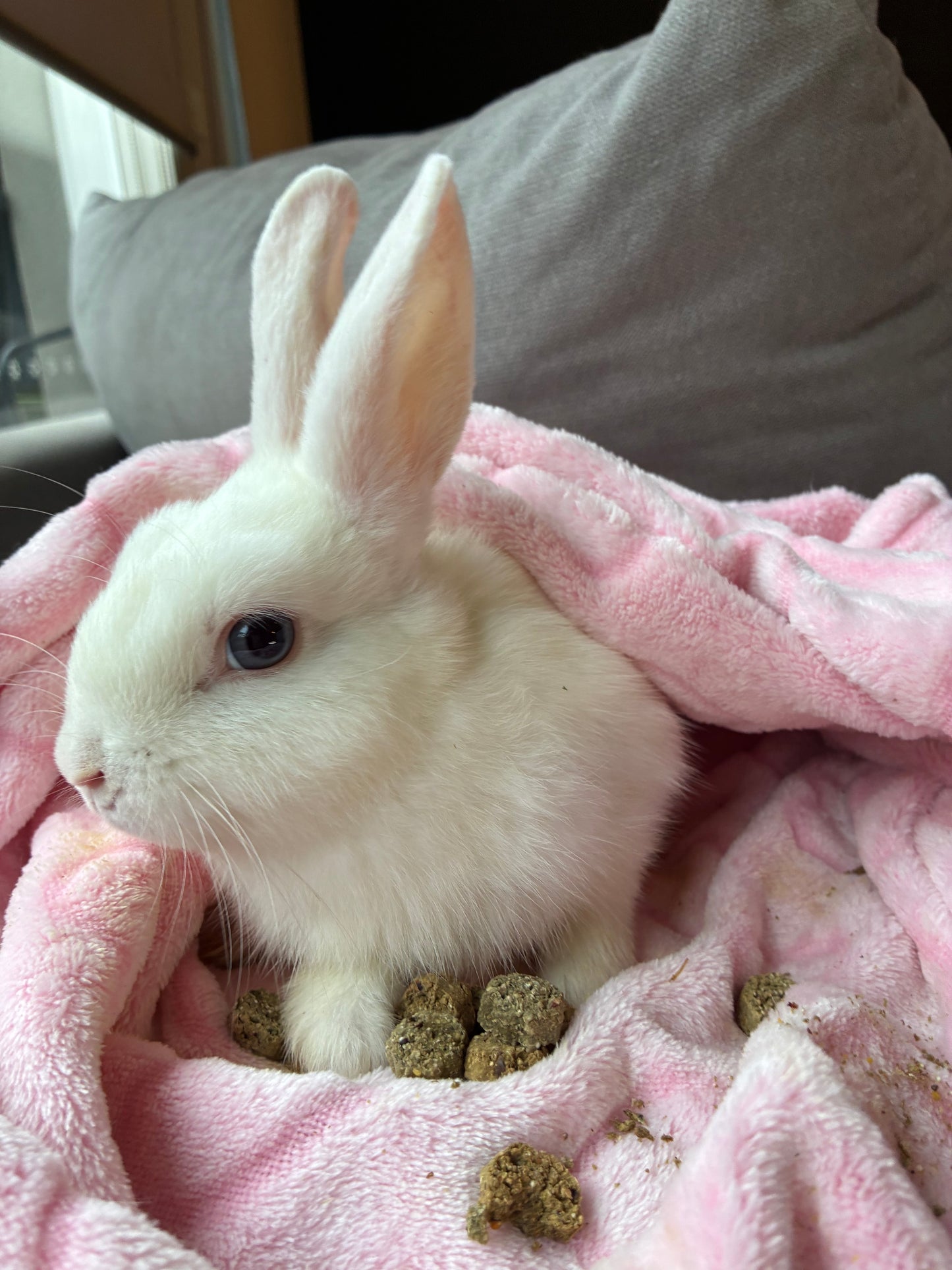 Adorable Mini Lop x Netherland Lop Girl
