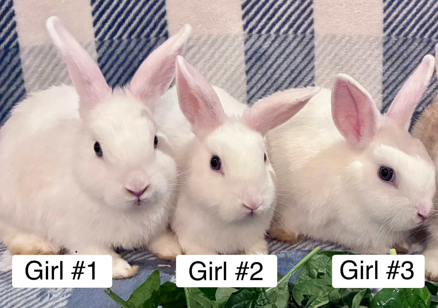 Adorable Mini Lop x Netherland Lop Girl