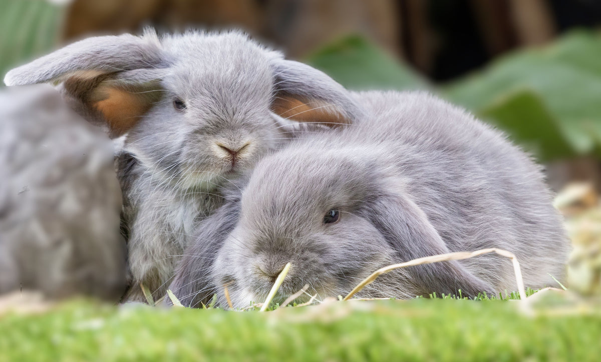 Stunning Lilac Otter Mini Lop Boys