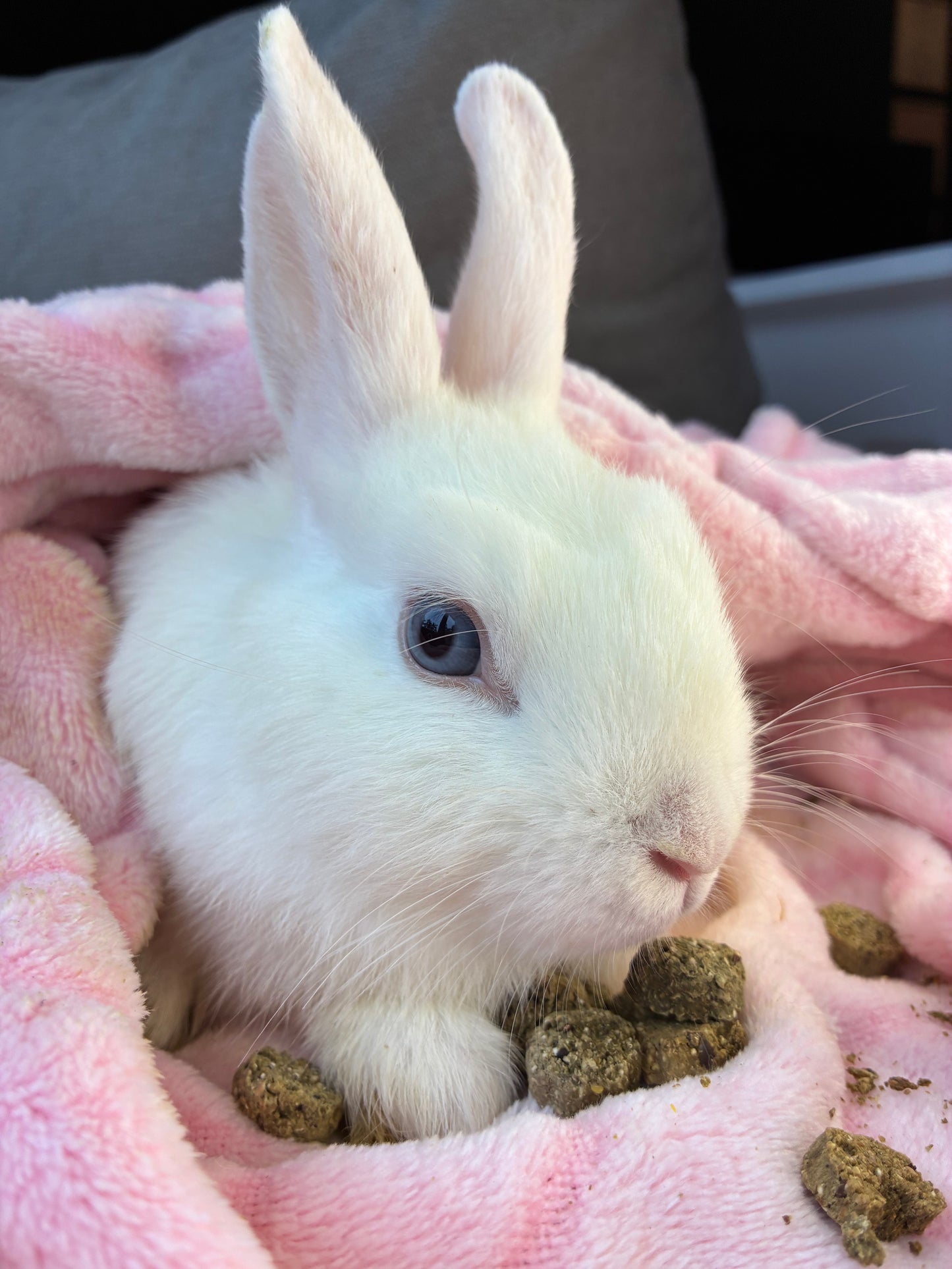 Adorable Mini Lop x Netherland Lop Girl