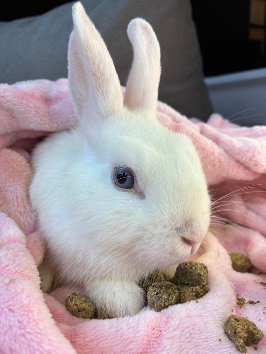 Adorable Mini Lop x Netherland Lop Girl