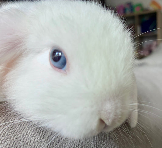 Adorable Snow White Mini Lop Boy