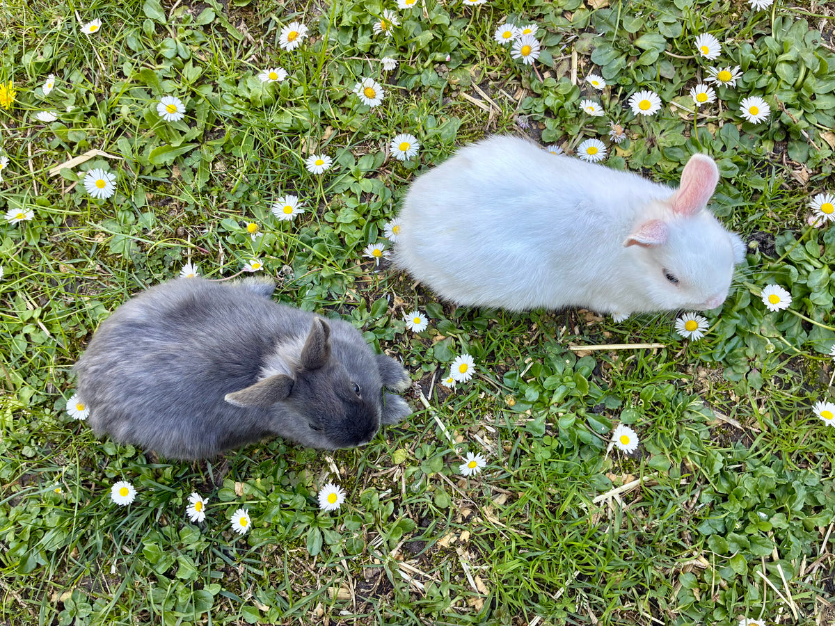 Handsome blue & white Netherland Dwarf pair