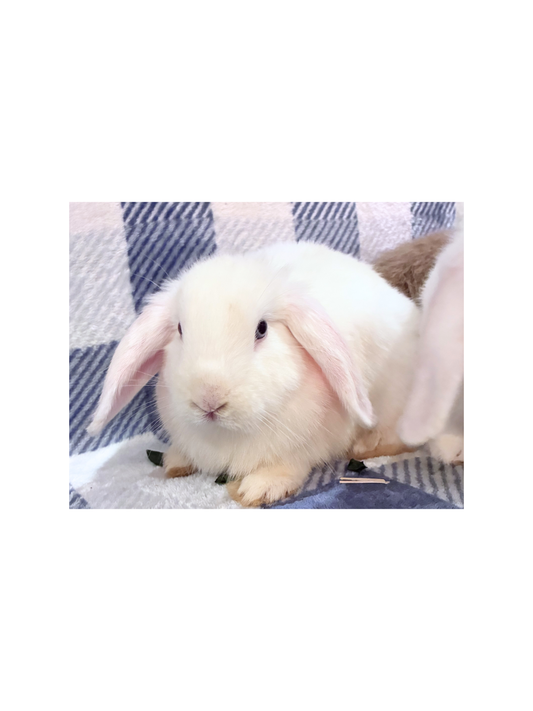 The Gorgeous White Vienna Mini Lop – Boy, with light pink ears, sits on a blue and white checkered blanket—an adorable, gentle pet and perfect family companion.