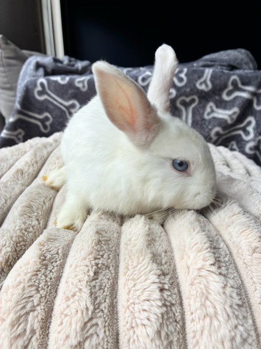 Gorgeous Mini Lop x Netherland Dwarf Boy