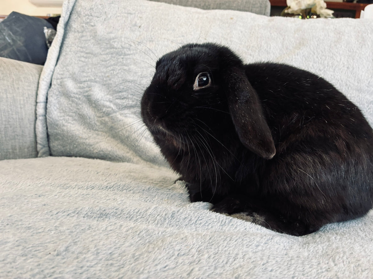 Rocky – Affectionate Mini Lop Looking for His Forever Home