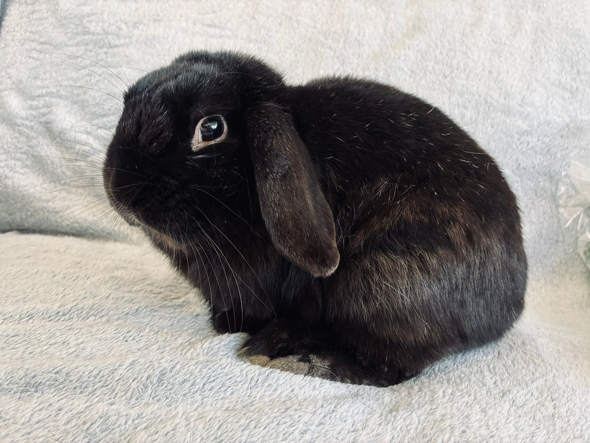 Rocky – Affectionate Mini Lop Looking for His Forever Home