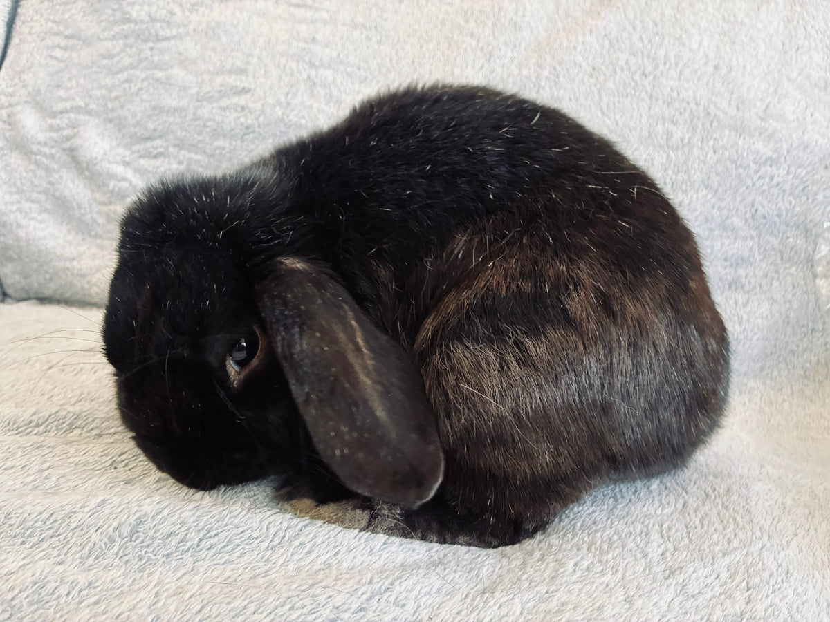 Rocky – Affectionate Mini Lop Looking for His Forever Home
