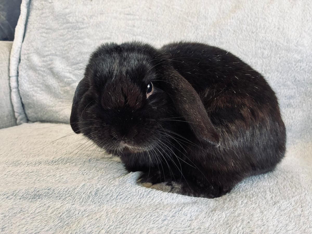 Rocky – Affectionate Mini Lop Looking for His Forever Home