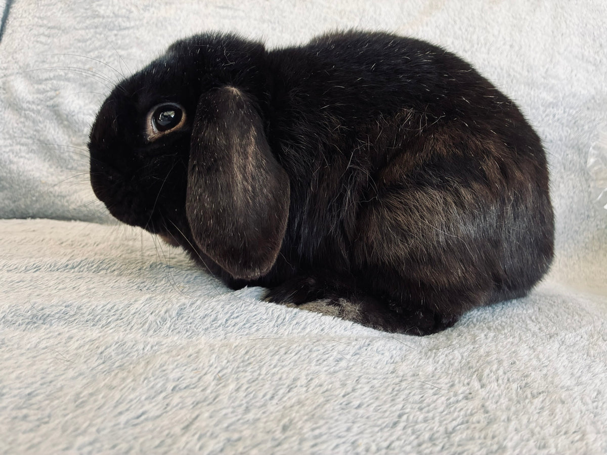 Rocky – Affectionate Mini Lop Looking for His Forever Home