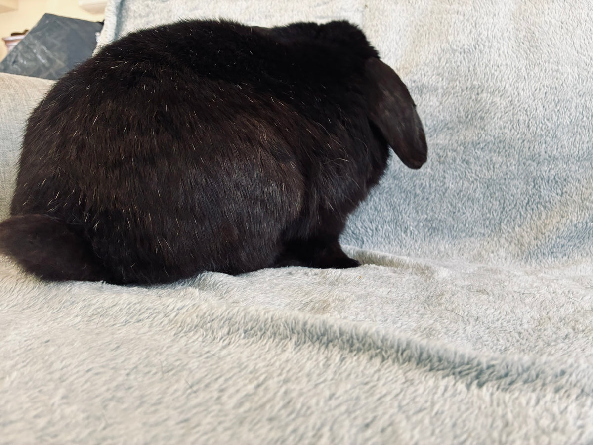 Rocky – Affectionate Mini Lop Looking for His Forever Home