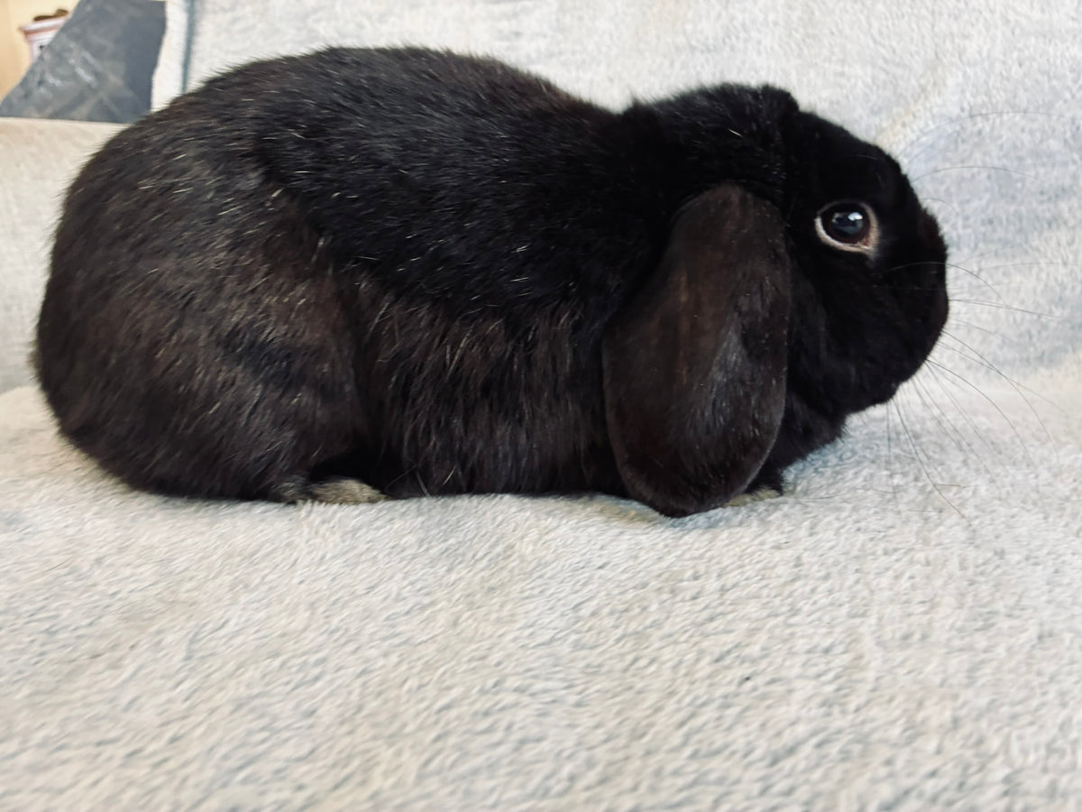 Rocky – Affectionate Mini Lop Looking for His Forever Home