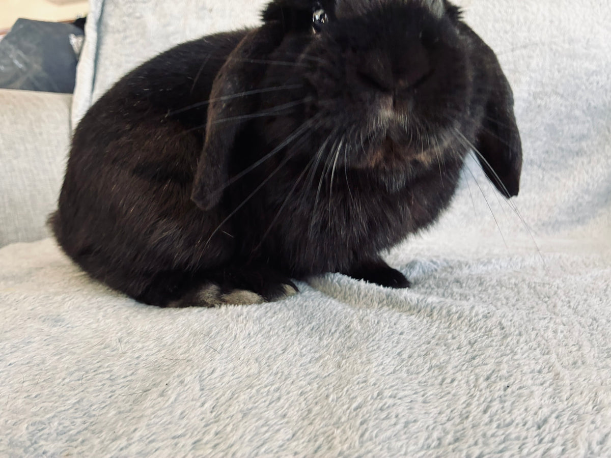 Rocky – Affectionate Mini Lop Looking for His Forever Home