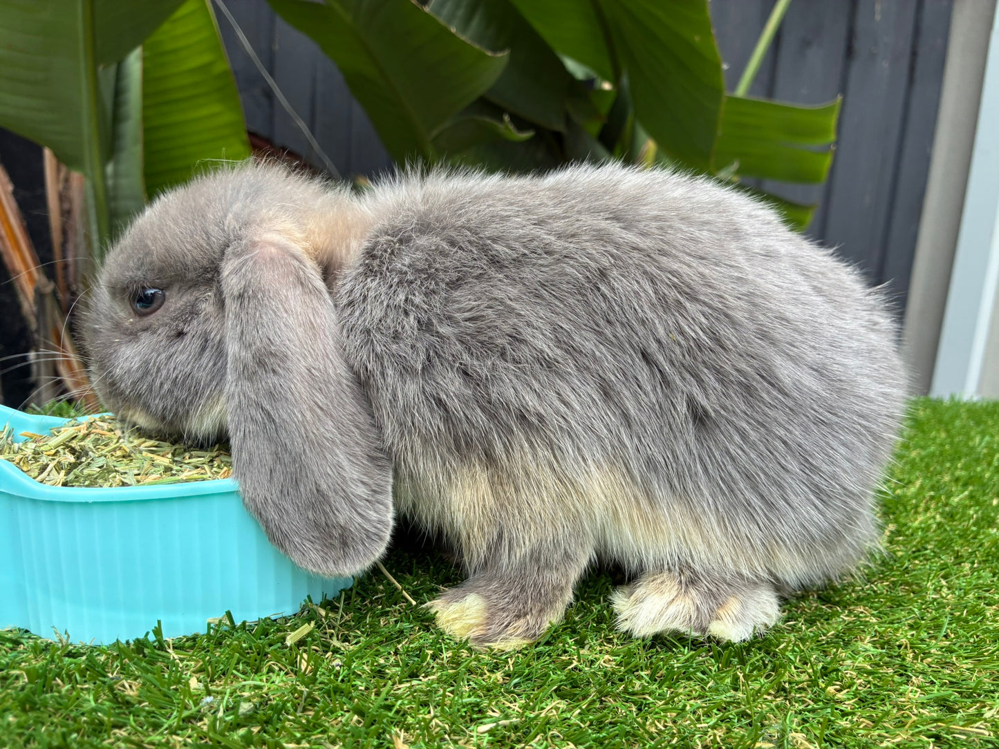 The Gorgeous Lilac Mini Lop Female, a fluffy gray bunny with long floppy ears, eats from a blue dish on green artificial grass, surrounded by large green leaves and a dark fence in the background.