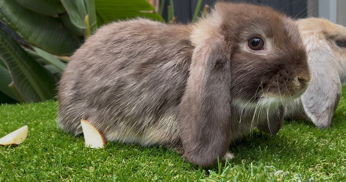The Gorgeous Chocolate Otter Mini Lop Male, with a plush brown and white coat, sits on green grass beside apple slices. Another rabbit is partially visible in the background among large green leaves. Perfect as a family pet!.