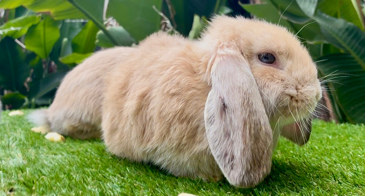 A stunning orange and white Mini Lop male with long ears sits on bright green grass, leafy plants in the background—an affectionate companion enjoying the outdoors.